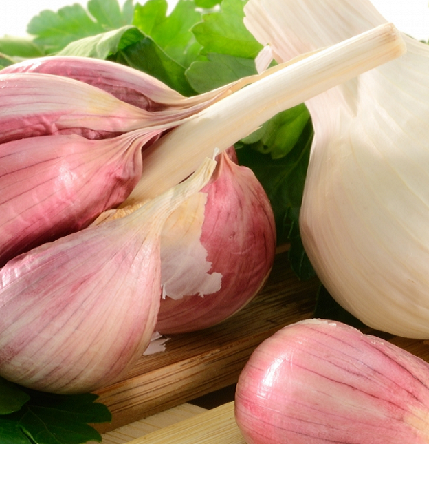 Garlic