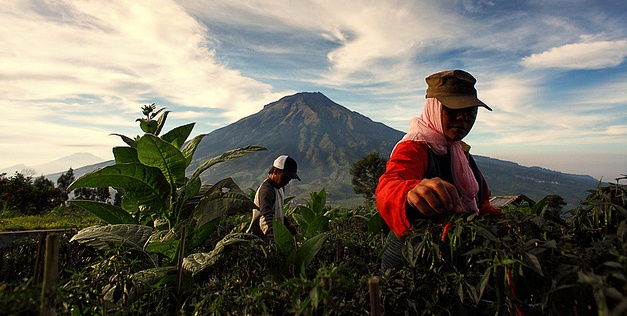 Spice Harvest
